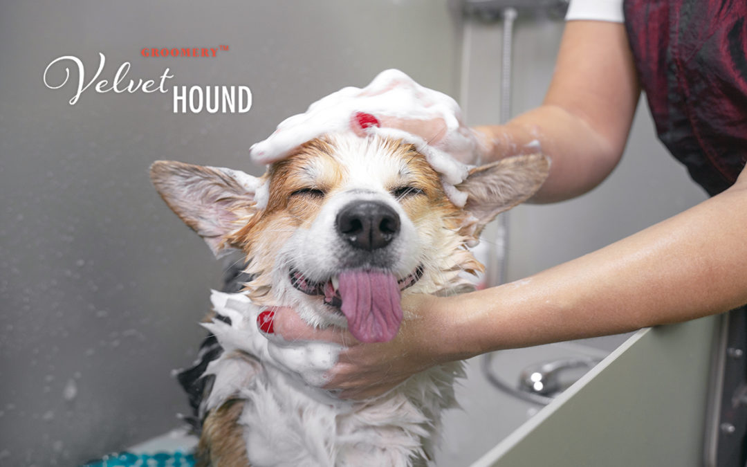 The Importance of Monthly Grooming